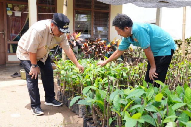 Pj Gubernur Sulsel Cek Lokasi Pembibitan Sukun yang Diinisiasi Kelompok Tani Desa Samaenre