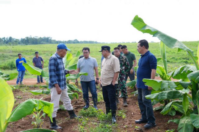 Empat Bulan Lagi Pisang Cavendish di Mare Akan Dipanen