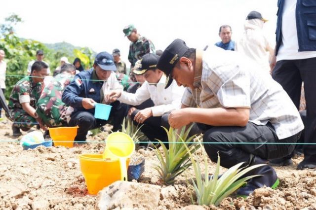 Tanam Sekaligus Panen Nanas di Barru, Pj Gubernur Sulsel Dorong Produksi Hingga 1.000 Hektare