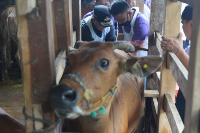 Inseminasi Buatan di Tellu Siattinge Bone, Pj Gubernur Sulsel Pastikan Program Sampai ke Masyarakat