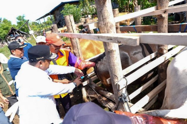 Miliki Populasi Sapi Tertinggi Kedua di Sulsel, Wajo Genjot Inseminasi Buatan